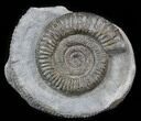 Dactylioceras Ammonite Stand Up - England #38786-1